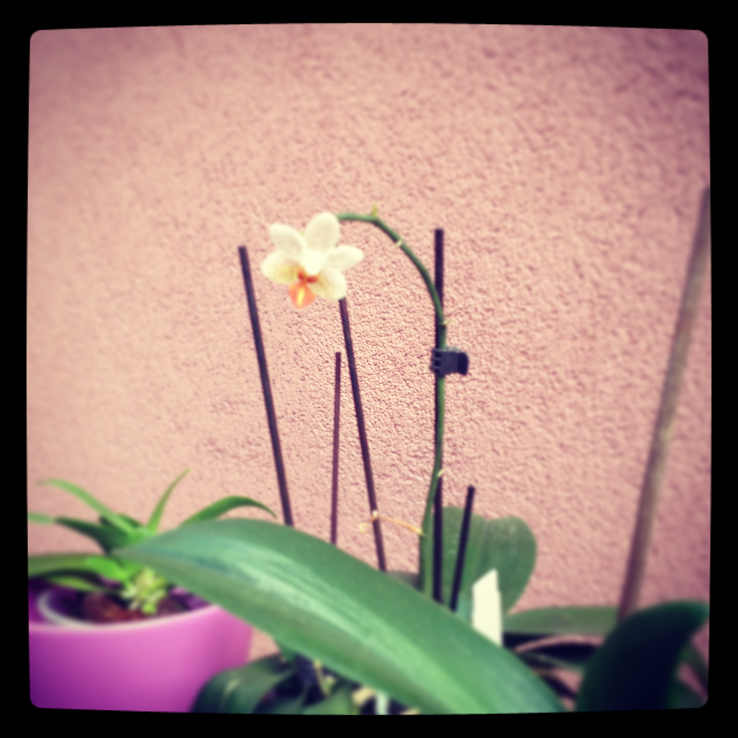 Phalaenopsis Mini Mark/ Pic by kiwikoo